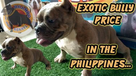 exotic american bully price philippines